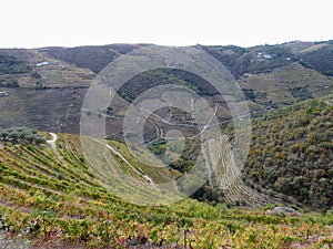 Terraced vineyards form the hillsides of Portugal`s Douro River valley