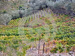 Terraced vineyards form the hillsides of Portugal`s Douro River valley