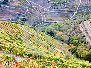 Terraced vineyards form the hillsides of Portugal`s Douro River valley