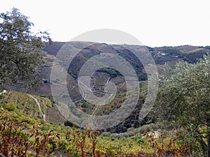 Terraced vineyards form the hillsides of Portugal`s Douro River valley