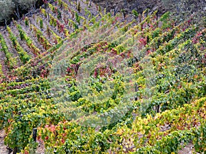 Terraced vineyards form the hillsides of Portugal`s Douro River valley