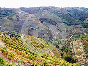 Terraced vineyards form the hillsides of Portugal`s Douro River valley