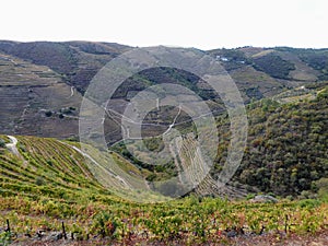 Terraced vineyards form the hillsides of Portugal`s Douro River valley