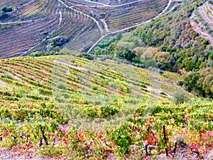 Terraced vineyards form the hillsides of Portugal`s Douro River valley