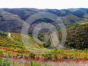Terraced vineyards form the hillsides of Portugal`s Douro River valley