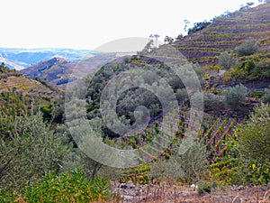 Terraced vineyards form the hillsides of Portugal`s Douro River valley