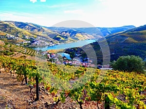 Terraced vineyards form the hillsides of Portugal`s Douro River valley