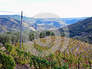 Terraced vineyards form the hillsides of Portugal`s Douro River valley