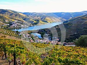 Terraced vineyards form the hillsides of Portugal`s Douro River valley