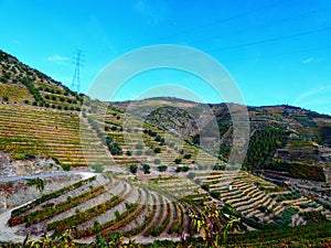 Terraced vineyards form the hillsides of Portugal`s Douro River valley