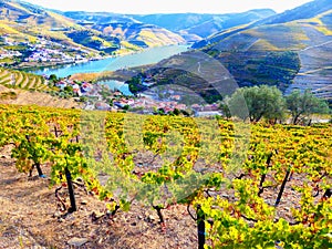 Terraced vineyards form the hillsides of Portugal`s Douro River valley