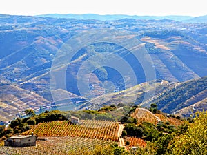 Terraced vineyards form the hillsides of Portugal`s Douro River valley photo