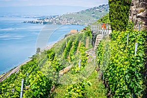 Terraced vineyards and Geneva lake view in Dezaley Lavaux Switzerland