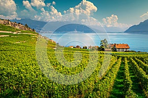 Terraced vineyards in Lavaux region near Chexbres, Vaud, Switzerland