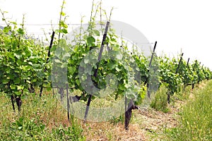 Terraced vineyards of Lavaux. Switzerland