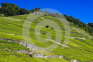 Terraced vineyards, Lavaux vineyard region