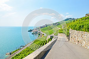 Terraced vineyards in Lavaux wine region, Switzerland. Green vineyard on slopes by Lake Geneva. Swiss summer. Village Rivaz in