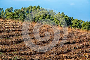 Terraced vineyards located above clouds level on mountains slopes near village Puntagorda, north wine production region on La