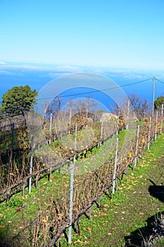 Terraced vineyards located above clouds level on mountains slopes near village Puntagorda, north wine production region on La
