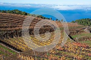 Terraced vineyards located above clouds level on mountains slopes near village Puntagorda, north wine production region on La