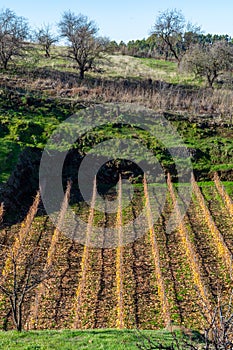 Terraced vineyards located above clouds level on mountains slopes near village Puntagorda, north wine production region on La