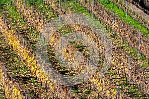 Terraced vineyards located above clouds level on mountains slopes near village Puntagorda, north wine production region on La