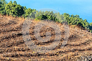 Terraced vineyards located above clouds level on mountains slopes near village Puntagorda, north wine production region on La