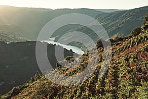 Terraced vineyards in Ribeira Sacra, Spain