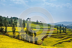 Terraces of blooming canola fields in Yunnan