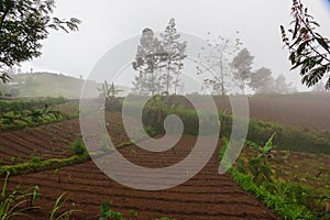 Terraces cultivation in tropical mountains