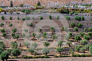 Terraces of the Kidron Valley in the Old City in Jerusalem