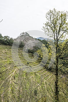 Terraces and pavilion