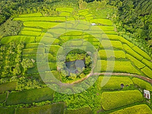 Terraces rice field - Top view rice field from above with agricultural parcels of different crops in green, Aerial view of the
