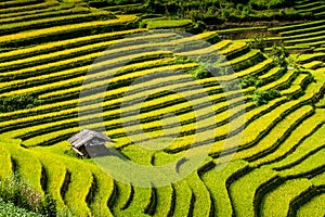 Terraces rice fields on mountain in Northwest of Vietnam photo