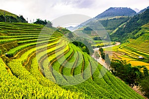 Terraces rice fields on mountain in Northwest of Vietnam photo