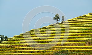 Terraces rice fields on mountain in Northwest of Vietnam