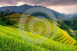 Terraces rice fields on mountain in Northwest of Vietnam photo