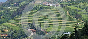 Terracing for cultivation of the vine in a hill in Italy photo