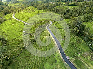 Terracing paddy field terasering photo