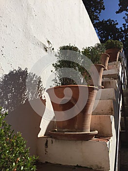 Terracota plant pots arranged on steps photo