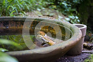 Terracotta bowl with water photo