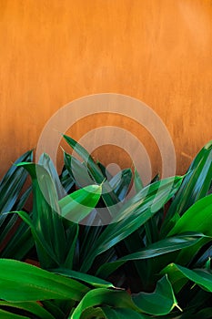 Terracotta color background wall with green leaves