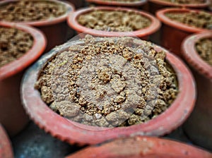 Terracotta flower pots filled with soil and manure ready for plantation