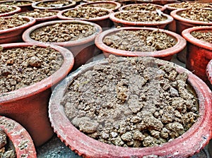 Terracotta flower pots filled with soil and manure ready for plantation