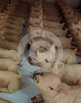 Terracotta piglets stowed in a row, cute little animals ready to be placed in the cribs at Christmas.