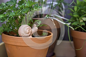 Terracotta plant pots arranged on a wooden table with fresh parsley herbs and a snail decoration on an outdoor planting table for