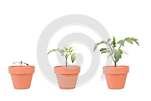 Terracotta Planters with Tomato Plants