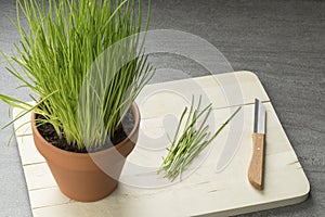 Terracotta pot with fresh chives