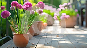 Terracotta pots with decorative bow on wooden terrace. Sunny day.