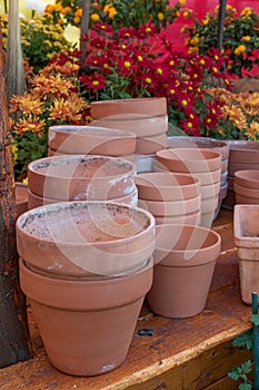 Terracotta Pots in a fall display with assorted Mums in the background.